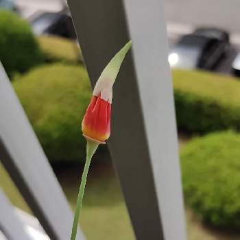 タキイの種,おうち園芸,バルコニー/ベランダの画像