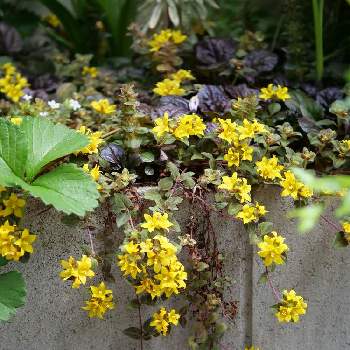 リシマキア,リシマキア ミッドナイトサン,開花,lumix-gh5m2,S家の庭の植物の画像