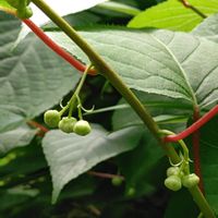 マタタビ,マタタビの蕾,つる性植物,マタタビ科,マタタビ属の画像