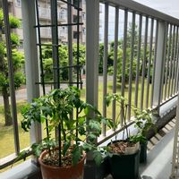 ミニトマト,レモン,バジルの画像