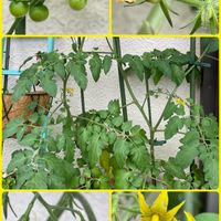 ミニトマト,ミニトマト こあまちゃん,プランター菜園,コラージュ仲間達,家庭菜園の画像
