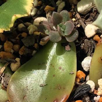 メラコ,エケベリア・メラコ‼️,狭い狭いベランダで,多肉植物,スマホ撮影の画像