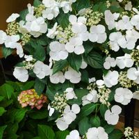 紫陽花,紫陽花マジカル,ラグランジア ブライダルシャワー,花木,紫陽花 アジサイ あじさいの画像