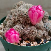多肉植物,開花,サボテン科,観葉植物,塊根の画像
