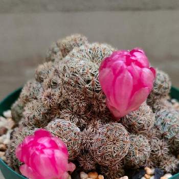 多肉植物,開花,サボテン科,観葉植物,塊根の画像