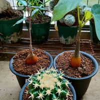 多肉植物,観葉植物,塊根,コーデックス,ケープバルブの画像