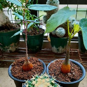 多肉植物,観葉植物,塊根,コーデックス,ケープバルブの画像
