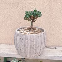 トリコディアデマ ブルボスム ,姫紅小松,コーデックス,塊根植物,多肉植物の画像