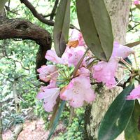 シャクナゲの画像