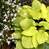 ホスタ ファイヤーアイランド,ロベリア　ホワイトエール,鉢植え,花のある暮らし,伊豆の庭の画像