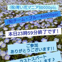 ネモフィラ,ニコニコ日曜,キュンキュン乙女倶楽部,被災地の皆様にエール,日だまりの日曜日の画像