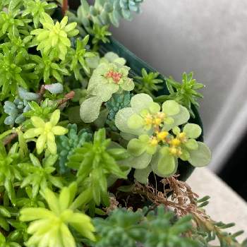 多肉植物,花芽,多肉初心者,バルコニー/ベランダの画像