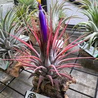 エアプランツ　イオナンタ,T.ionantha,おうち園芸,ティランジア属,チランジア属の画像