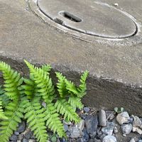 サンショウの画像