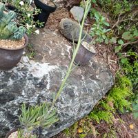 コーデックス,塊根植物,冬型塊根の画像