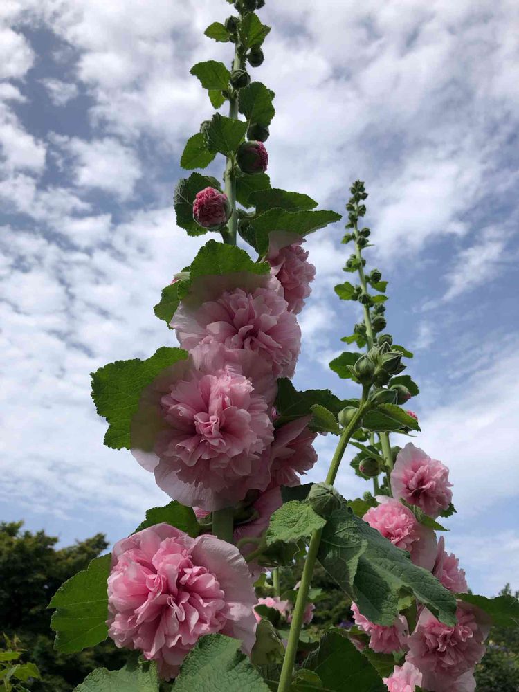 akikoさんの港の見える丘公園への投稿