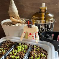 パキポディウム・ビスピノーサム,みどりのある暮らし,パキポディウム属,マミラリア,コーデックスの画像