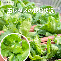 自然暮らし,植物のある暮らし,自然のある暮らし,家庭菜園,おうちde菜園の画像