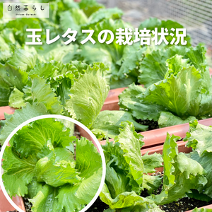 植物のある暮らし,肥料,プランター栽培,ベランダ菜園,家庭菜園初心者の画像