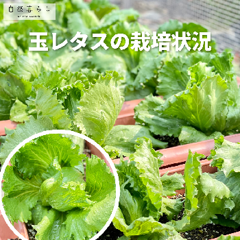 はつか大根の画像