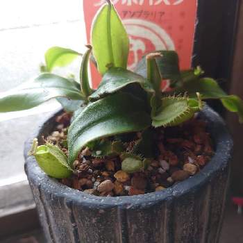 ネペンテス,ネペンテス・アンプラリア,観葉植物,食虫植物,ビザール・プランツの画像