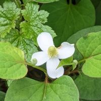 ドクダミ,シュウメイギク,我が庭の野草たち,花壇✽,ビューティフル サンデーの画像