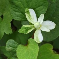 ドクダミ,ヤエドクダミ,八重咲きドクダミ,シュウメイギク,我が庭の野草たちの画像