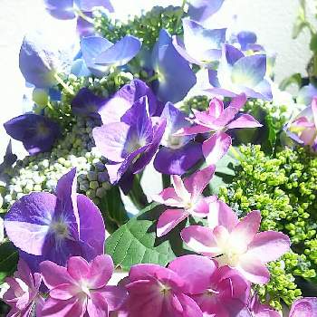 紫陽花,花芽,幸福,青い花,癒し系の画像