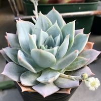 スアベオレンス,多肉植物,セダム属,棚の画像
