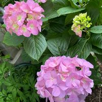 紫陽花　あじさい　アジサイ,多肉植物,多肉の寄せ植え,多肉大好き,家庭菜園の画像