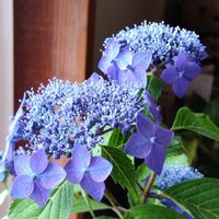 白馬で購入,アップ写真,紫色の花,青い花,小さめの花の画像