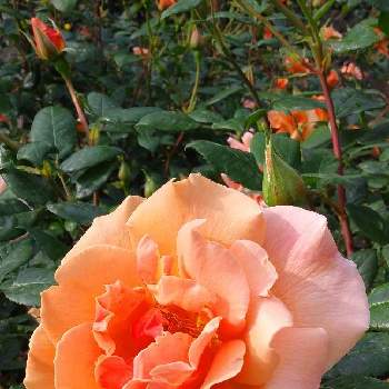 バラ、薔薇、ばら,薔薇,見頃,すてき…♡,美しい♡の画像