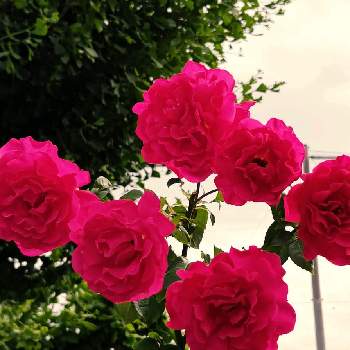 薔薇・バラ・ばら,花コレクション,花マニア,植中毒,バラ  王妃アントワネットの画像
