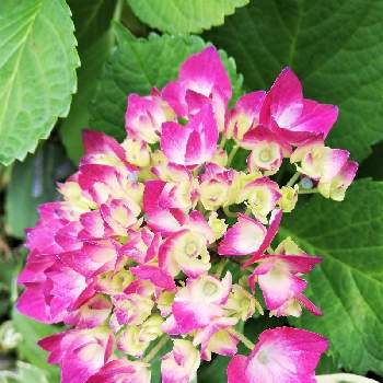 アジサイ（紫陽花）,お出かけ先の画像