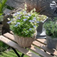 フェリシア,ラグラス バニーテール,もふもふ,ふわふわ,青紫の花の画像
