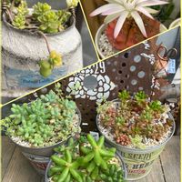 斑入りタイトゴメ,麗蛇丸,ルビーティント,虹の玉,オーロラの画像