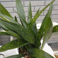 ハラン,GREEN UP!,おうち園芸,岐阜,小さな庭の画像