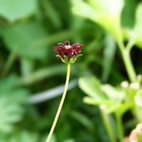 チョコレートコスモス,風にふわふわ,冬越し,長い茎,風に揺れる花の画像