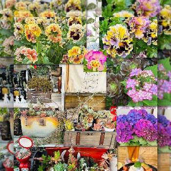 多肉植物,シエルブリエ,真夜中に|･ω･`)ｺｯｼｮﾘ,JUNK Garden,ドナさんに感謝の画像