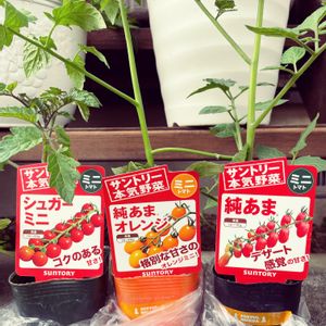 ミニトマト,ガーデニング,サントリー,緑のある暮らし,Gardenの画像