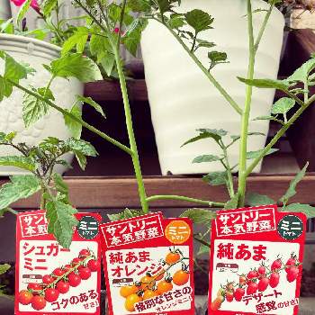 はつか大根の画像