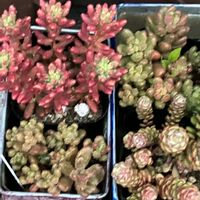 オーロラ,大型玉葉,スプリングワンダー,ジェットバース,多肉植物の画像