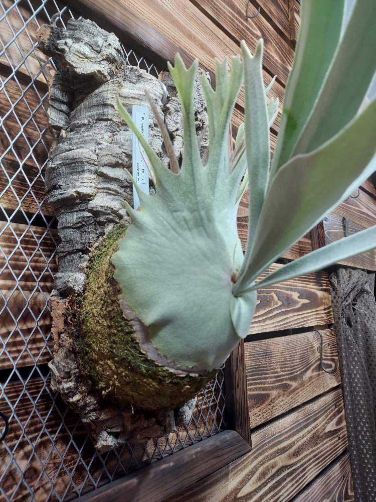 P. veitchii 'Auburn River' 成長記録｜🍀GreenSnap（グリーンスナップ）