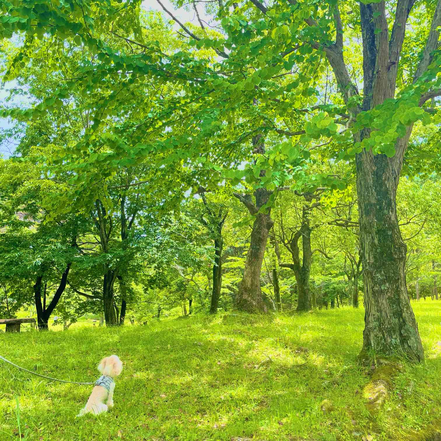 希望の象徴！幸運木【森からやって来た天然野生の可愛い樅の木さん】2400円 西丹沢の自然を見渡す丘の上の県下最高齢の巨木「箒スギ」