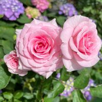 バラ,鉢植えの名前は「なみさん」,強風に負けるな！,世界平和,ばら バラ 薔薇の画像