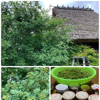 朝倉山椒,山椒みそ,茅葺き屋根と朝倉山椒,山椒採り,手作りの画像
