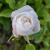 バラ,京子さんの庭,白い花,チーム新潟,お花大好きの画像