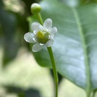 ソヨゴ,近くの公園,そらと一緒,いつもの散歩道の画像