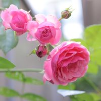 薔薇　ポンポネッラ,バラ,明日の花にできること〜優しい未来,半日陰の庭,今庭の花の画像