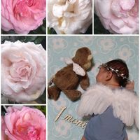ピエ―ルドロンサール,キュンキュン乙女倶楽部,ばら バラ 薔薇,ピンクの花,プレゼントの画像